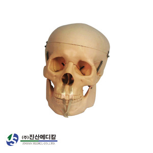 두개골 모형(뇌 비포함)