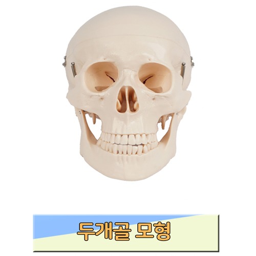 두개골 모형(뇌 비포함)