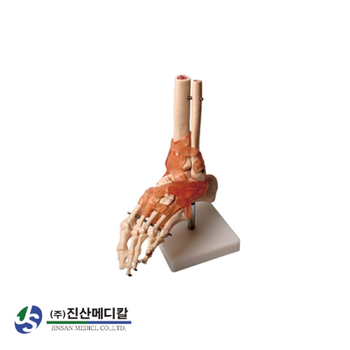발인대 관절 모형